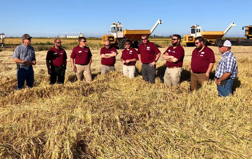 Group of men stand in mature rice field, harvesting equipment in background