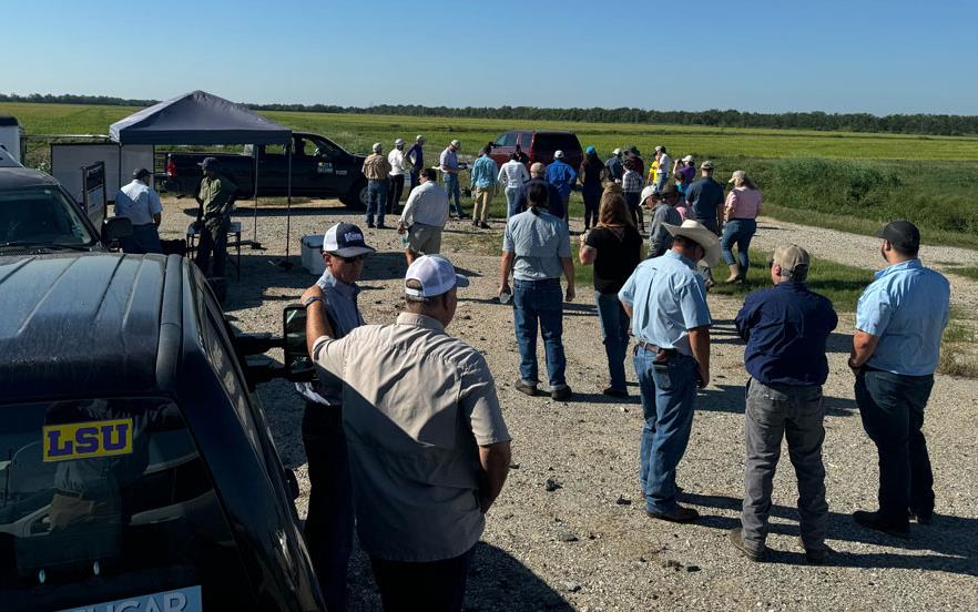Model-Rice-Farm-Field-Day, gathering of people standing along side the field