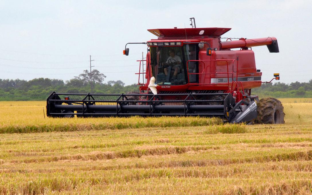Red combine harvesting rice, egret flying across field