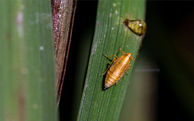 Rice Delphacid on rice plant, TAMU photo