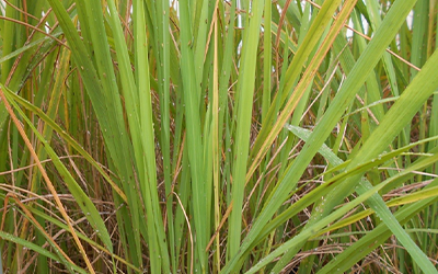 Rice Hojo Blanca Virus in rice field