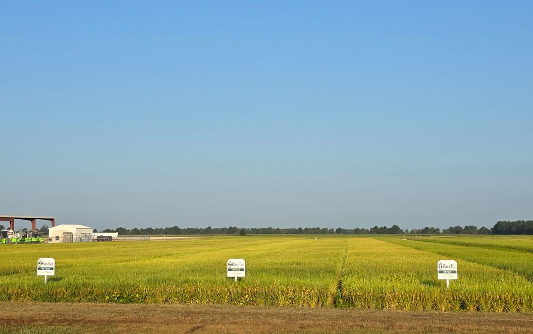 RiceTec research rice plots