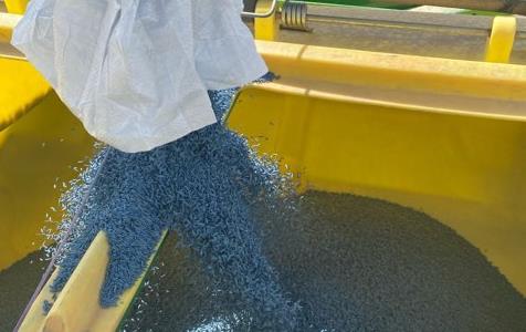 Blue rice seed flowing from bag into yellow bin