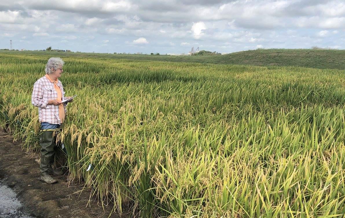 Woman stands at edge of research rice field,-UofA-photo