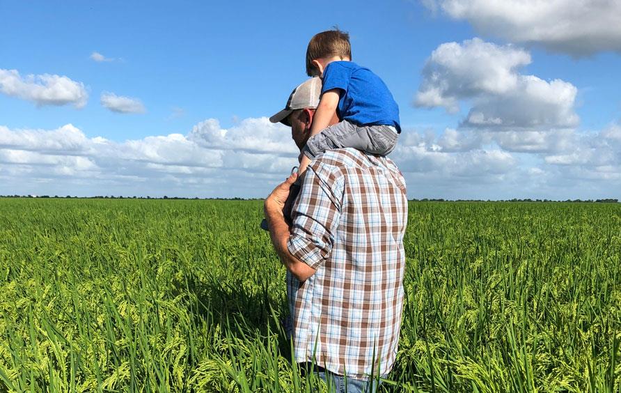 Tim-Gertson carries his son on his shoulders-in-green-rice-field