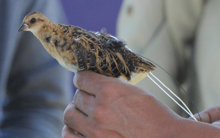 Small bird with yellow, brown, and white feathers held in a person