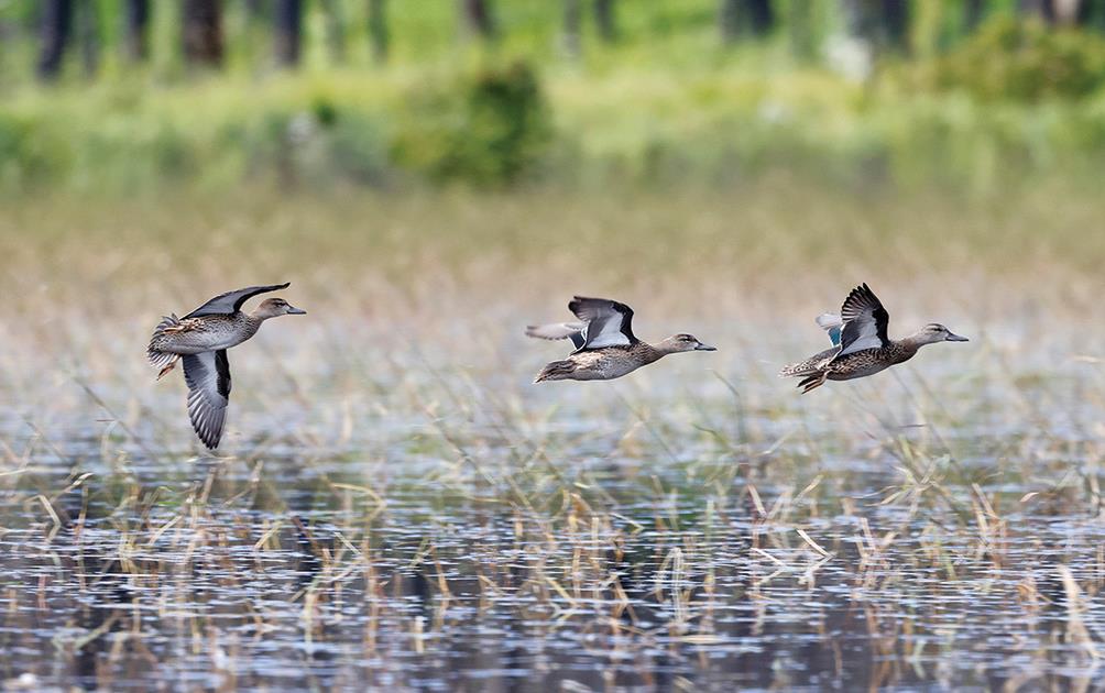 Ducks flying over rice field, Michael Furtman photo