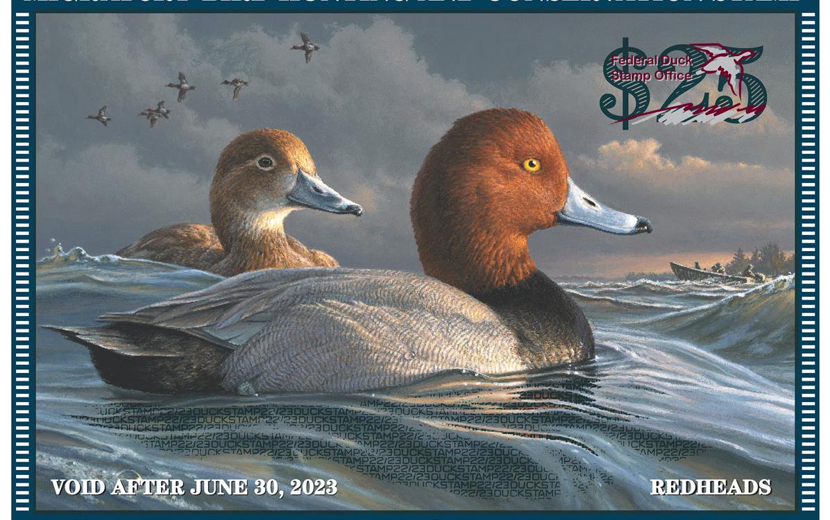 2022-23 Duck-Stamp, redheaded pair on water with more ducks flying overhead