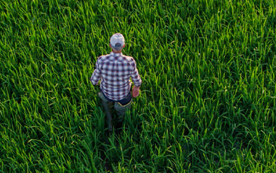 Aerial view of farmer walking through green rice field, Riceland photo