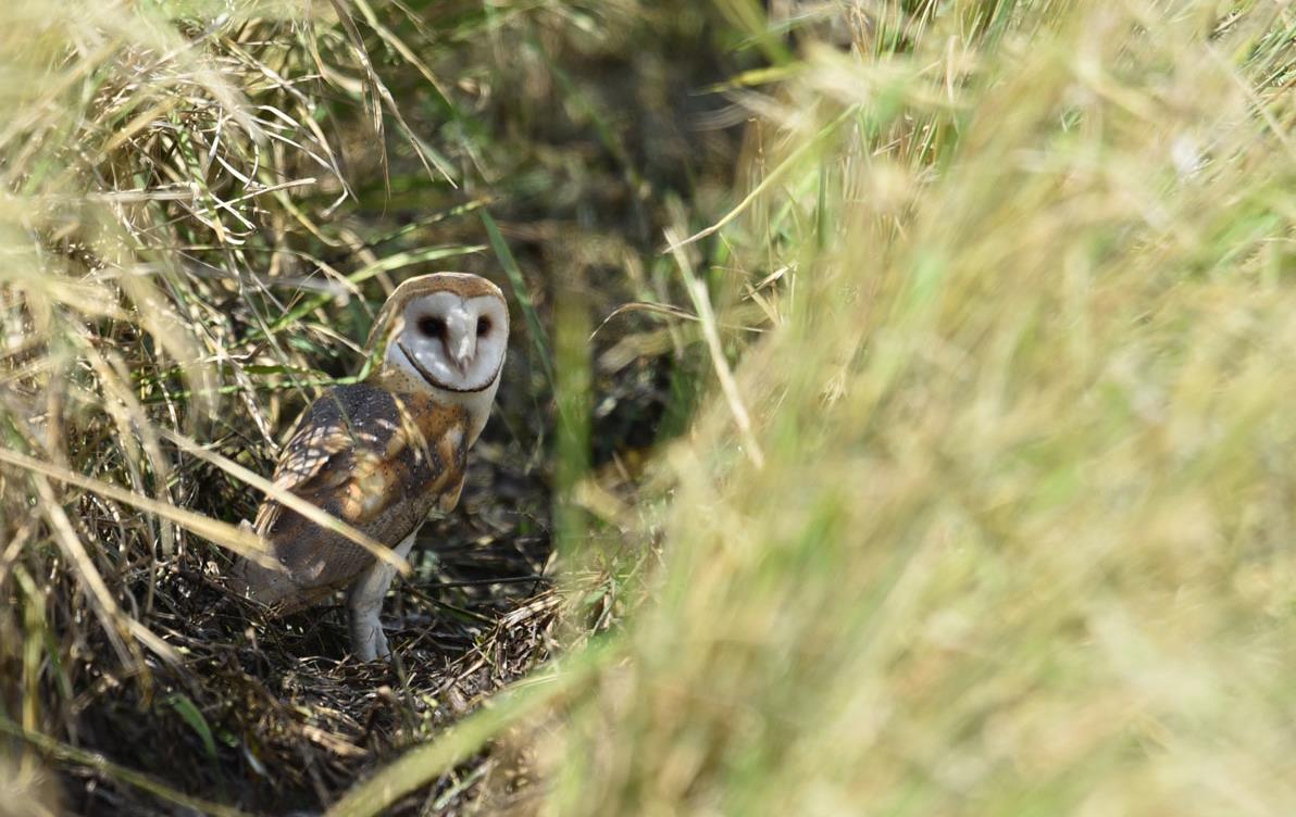 Barn owl hiding in rice field