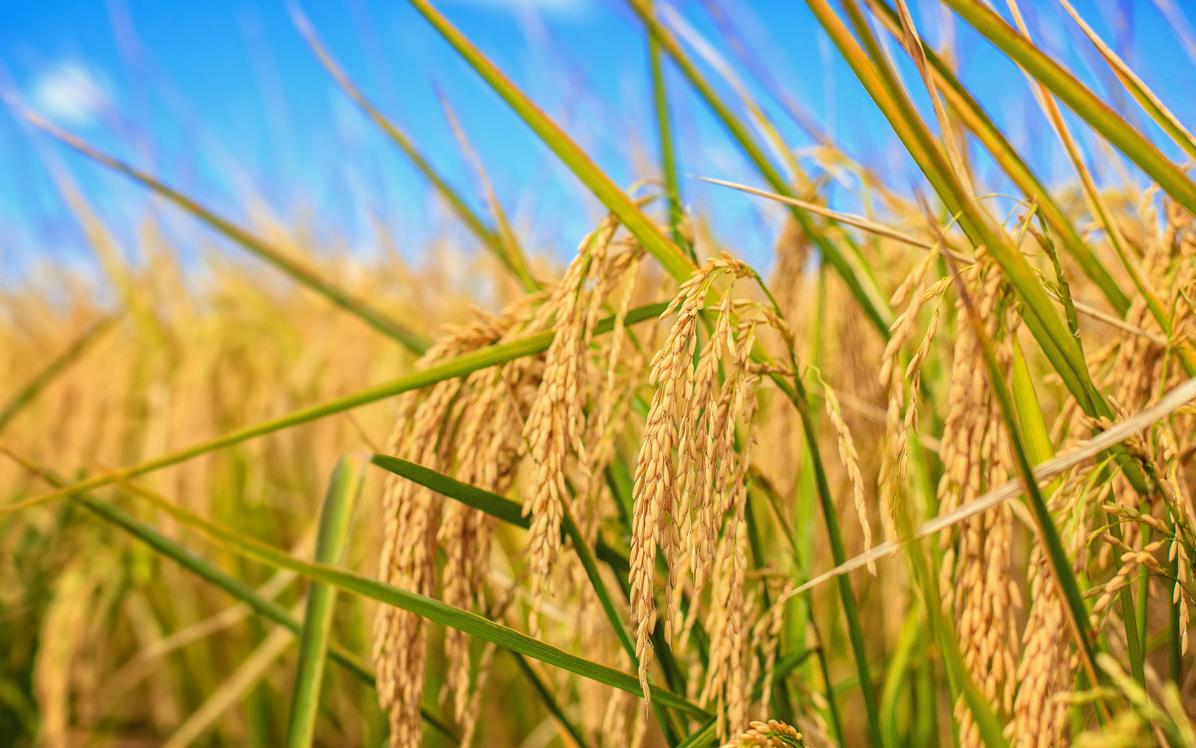 Close-up-of-harvest-ready-rice & blue sky