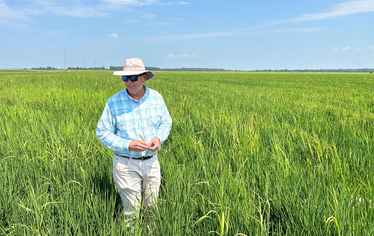 Rice farmer Dow Brantley stands in a green/gold field of maturing rice