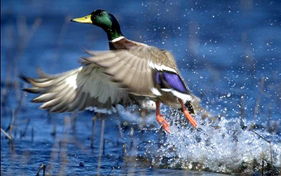 Mallard