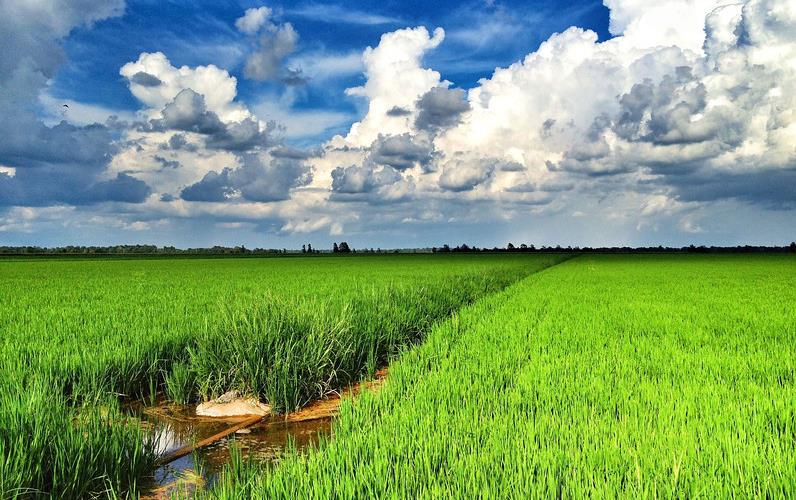 MS Green Rice Field, billowy clouds in blue sky