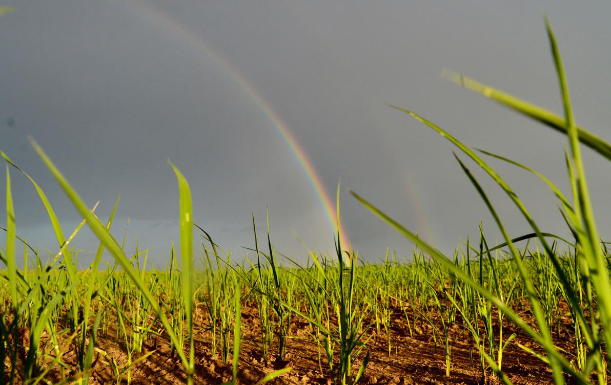 Rice-at-the-end-of-the-Rainbow,-J.-Martin-photo