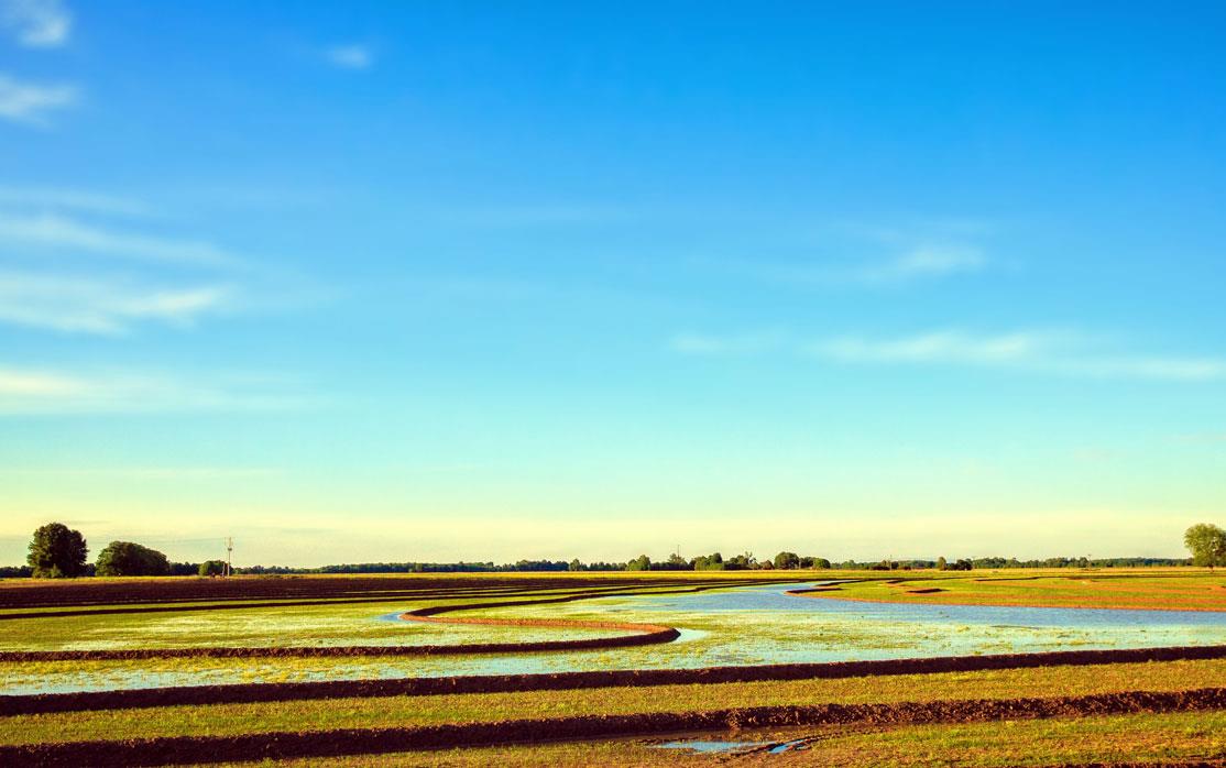 Levees show contours in rice field