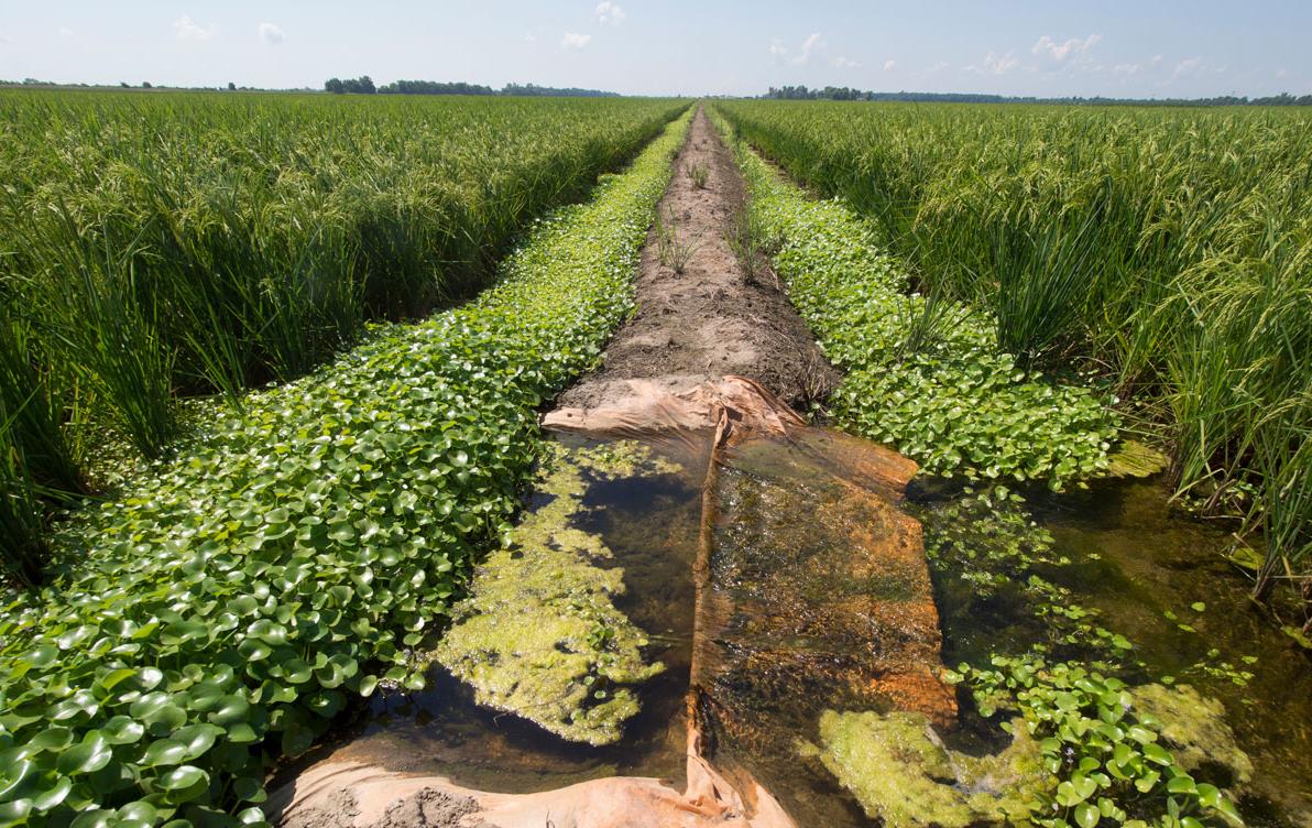 Rice growing on-precision-leveled-fields,-Sullivan-Farm, Burdette Arkansas