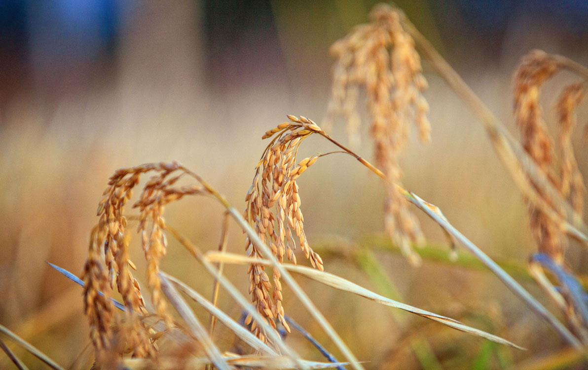 Stalks-of-mature-rice in the field