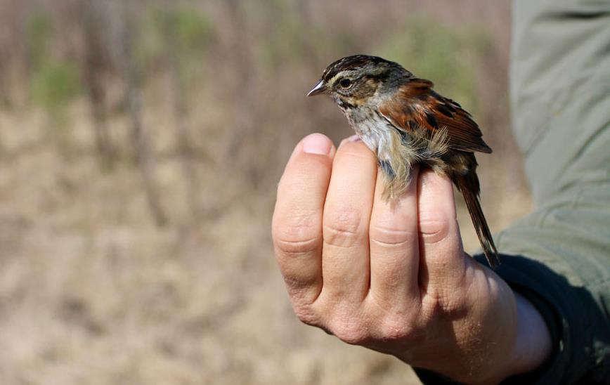 Swamp-Sparrow sits on human hand (Joanna-Brown-photo,-Land-Trust-for-LA)