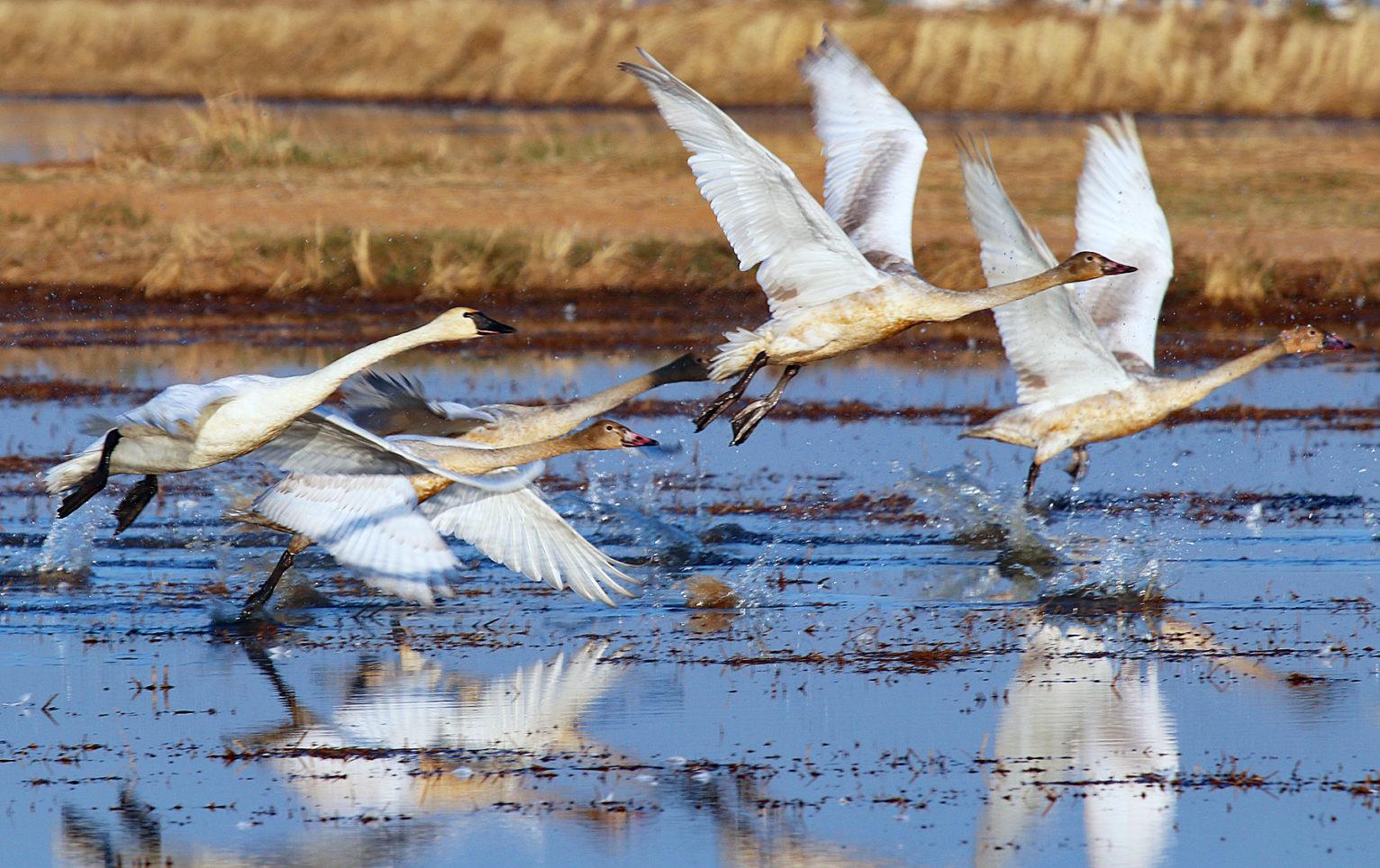 Swan take off near Yuba City, J. Morris photo