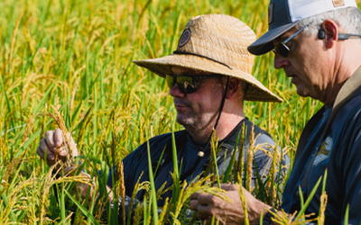 Tidewater Grain co-founders standing in rice field