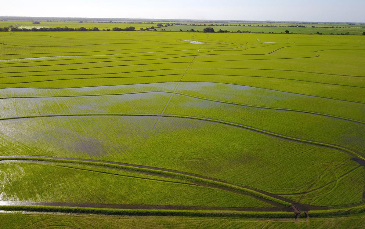 TX young rice field with contour levees