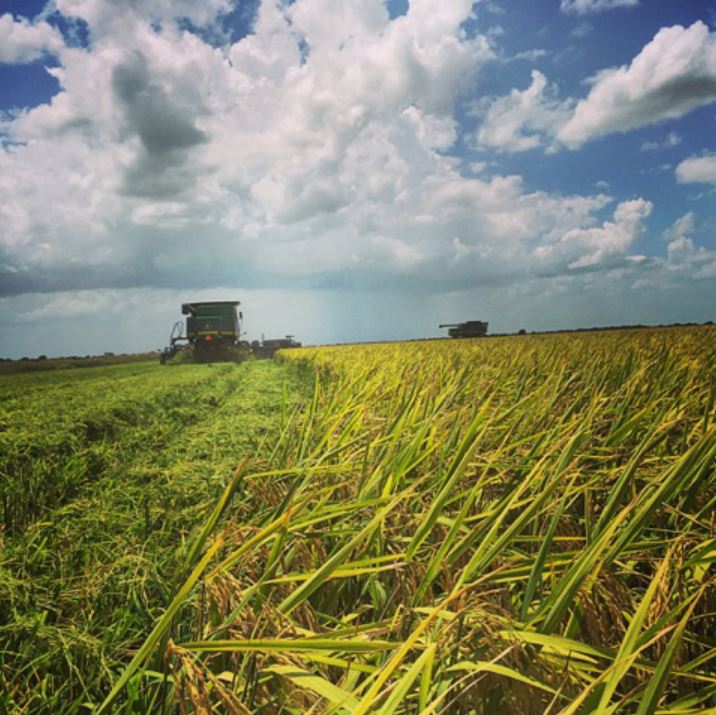 Combine in Rice Field during Harvest