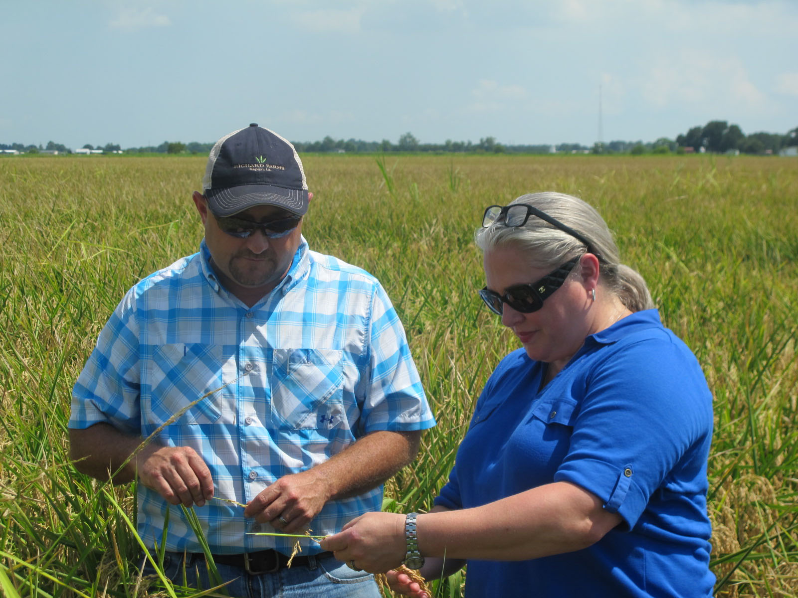 Christian Richard & Chef Virginia Willis examine rice stalks in tall rice field