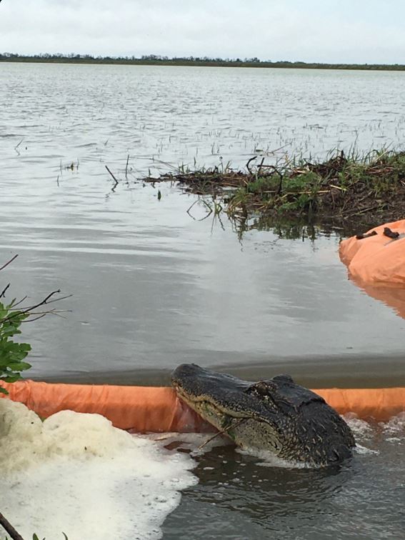 Alligator peers over a gate in a flooded rice field in LA