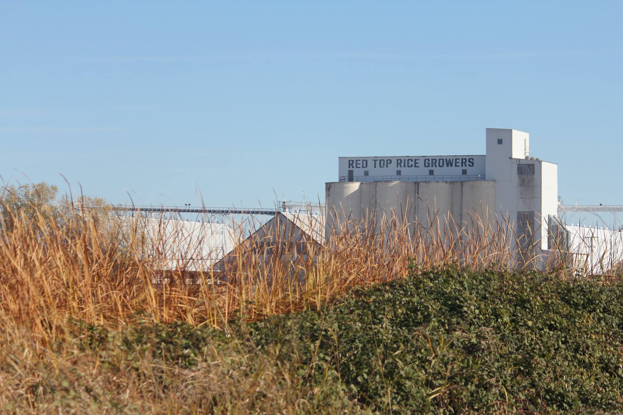 Red Top Rice Growers facility behind berm of green grass and brown rice plants