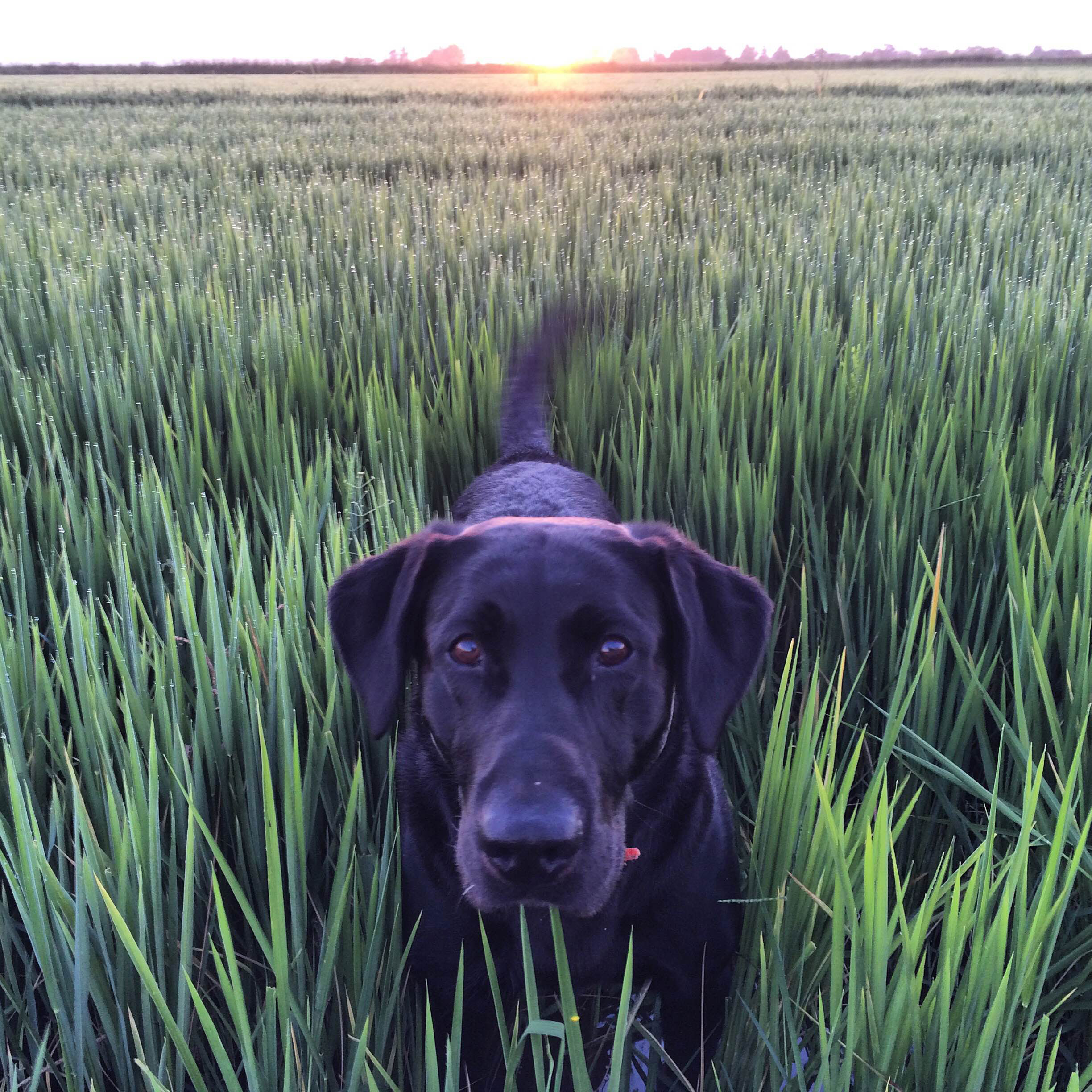 #ThinkRice-Photo-Contest-Winner - closeup of a black lab in a rice field