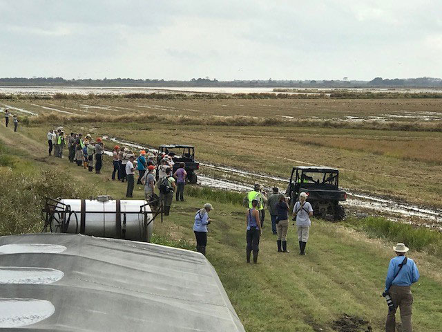 2017-Yellow-Rails & Rice Festival,-Long-shot-of-birders-walking-along-rice-field