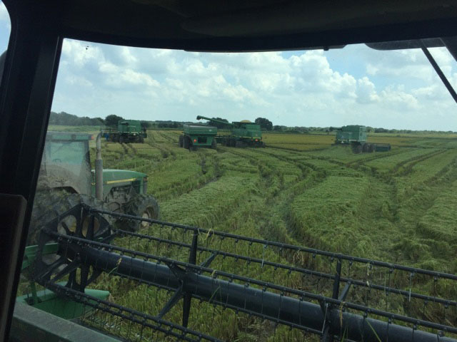 Traffic jam of harvesters in a rice field in TX prior to Hurricane Harvey