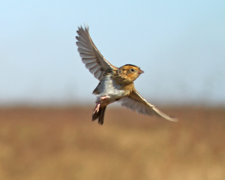 Yellow Rail in flight, John Schwarz