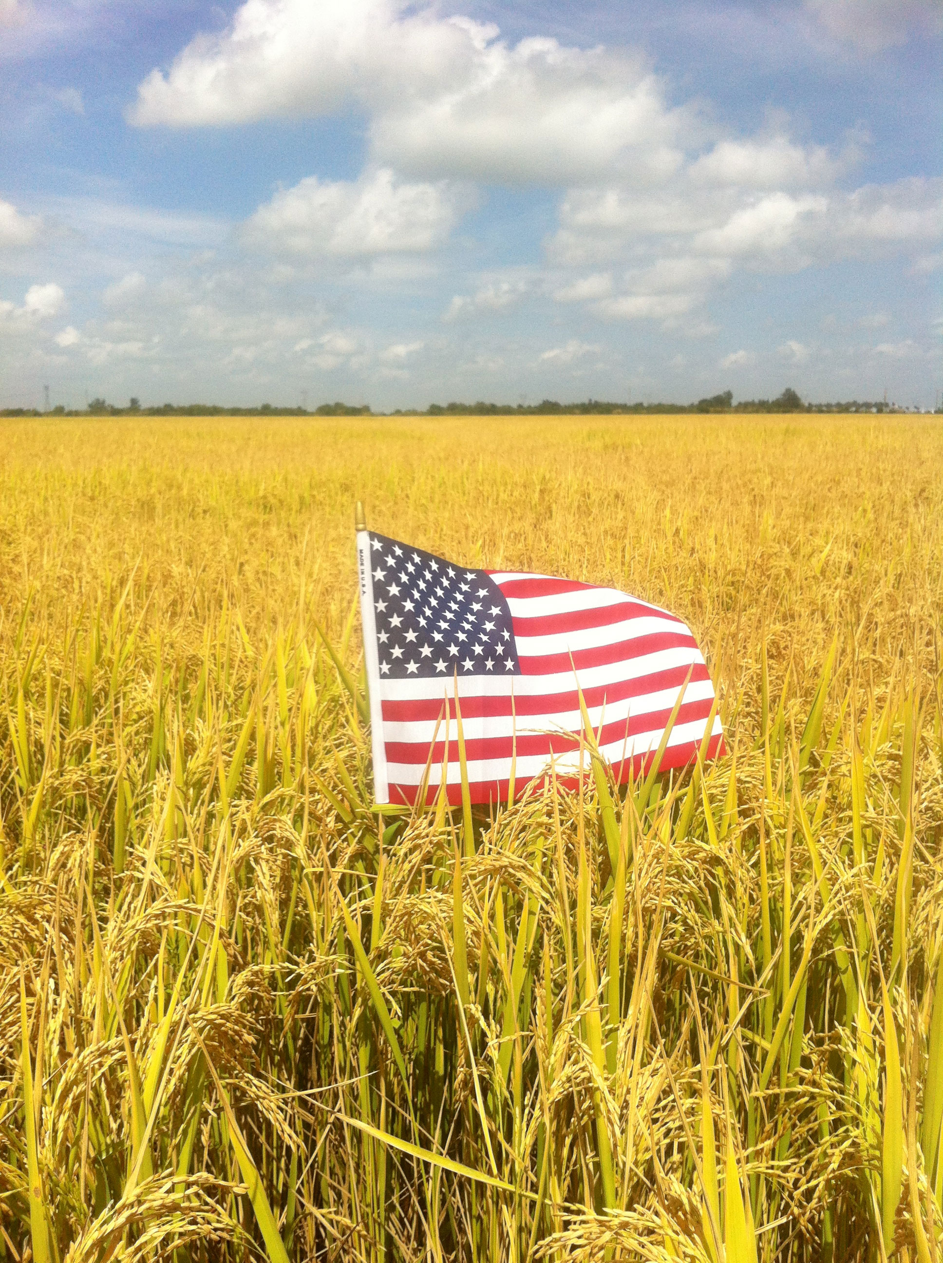 Flag-in-Rice-Field