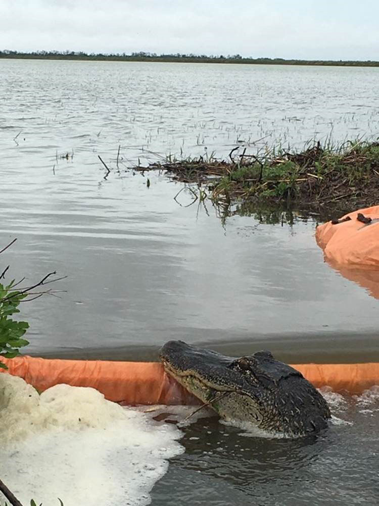 Gator-at-the-Gate