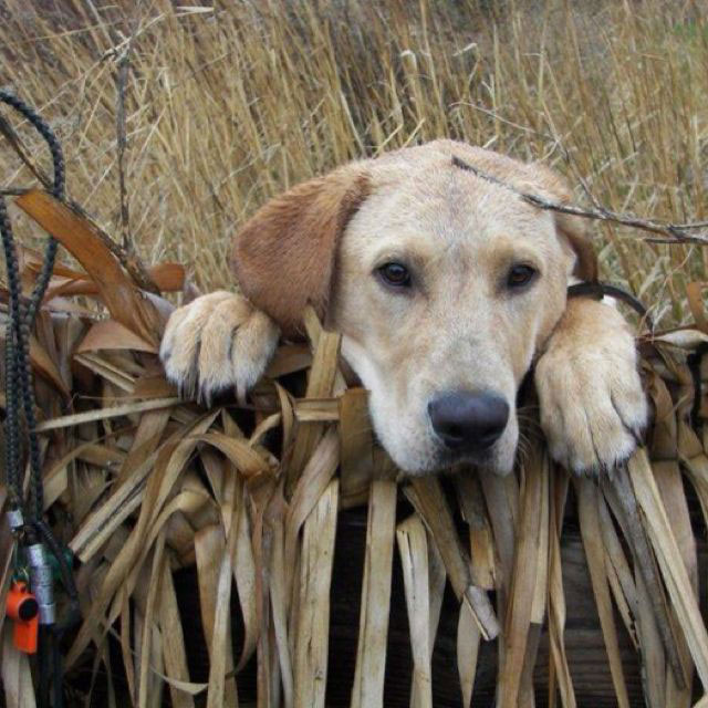 Golden retriever hunting-dog, head and arms hanging over edge of duck blind in rice field