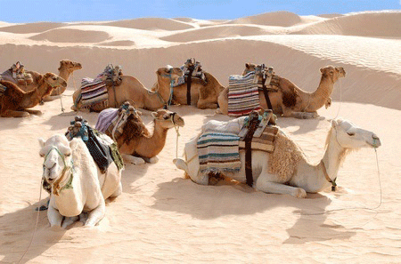 IP-Egypt-Bans-Rice-Exports-as-of-September-1-150828