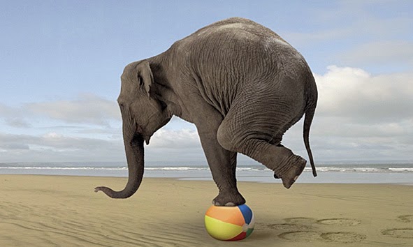 Elephant-balancing on small beach ball