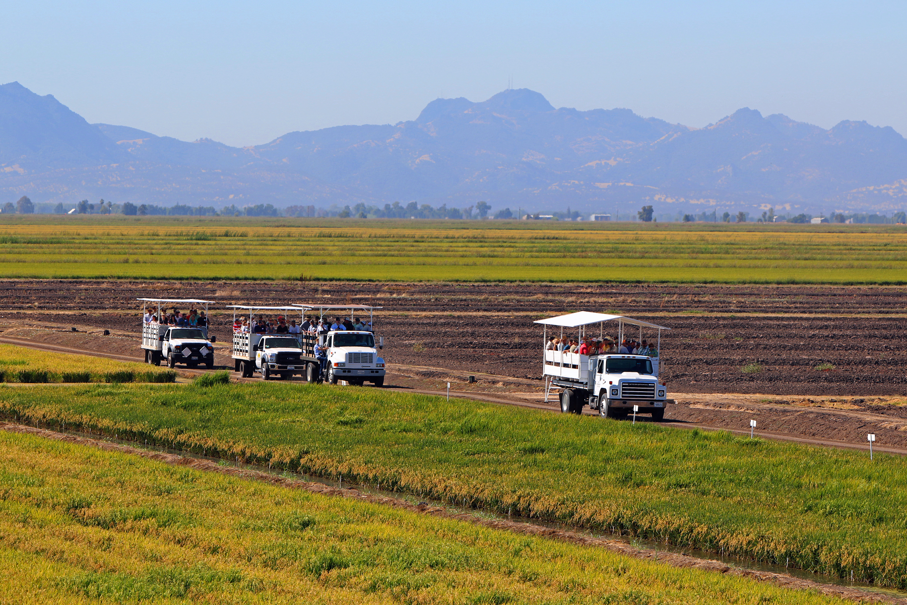 CA Field Day, trucks with attendees roll through research plots, Sutter Buttes in the background