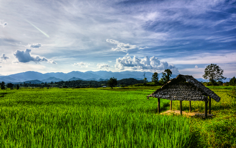 Thai-Rice-Field with shelter, mountains in background