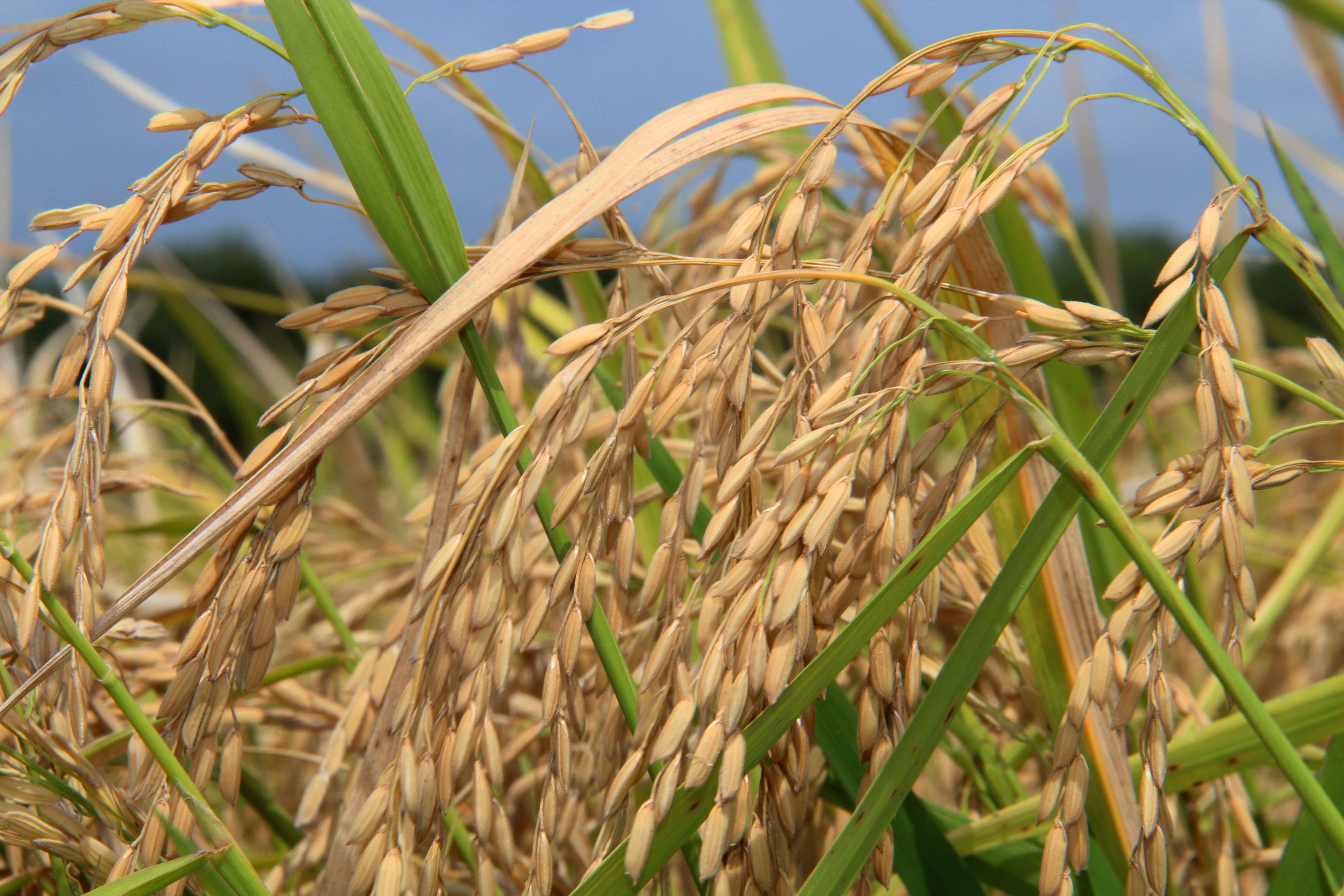 Close-up of Rice Plants with Blue Sky background