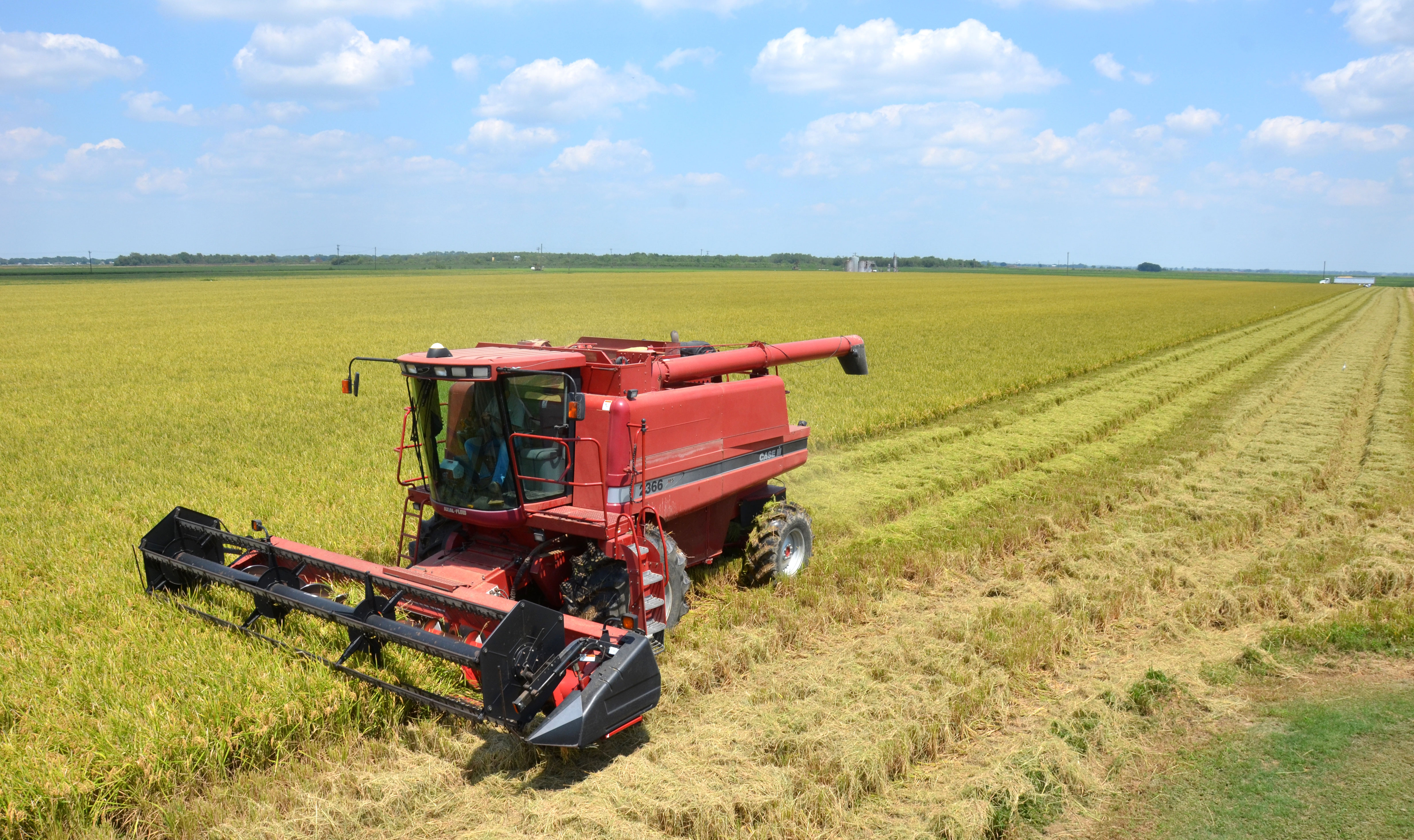 Red combine cutting rice