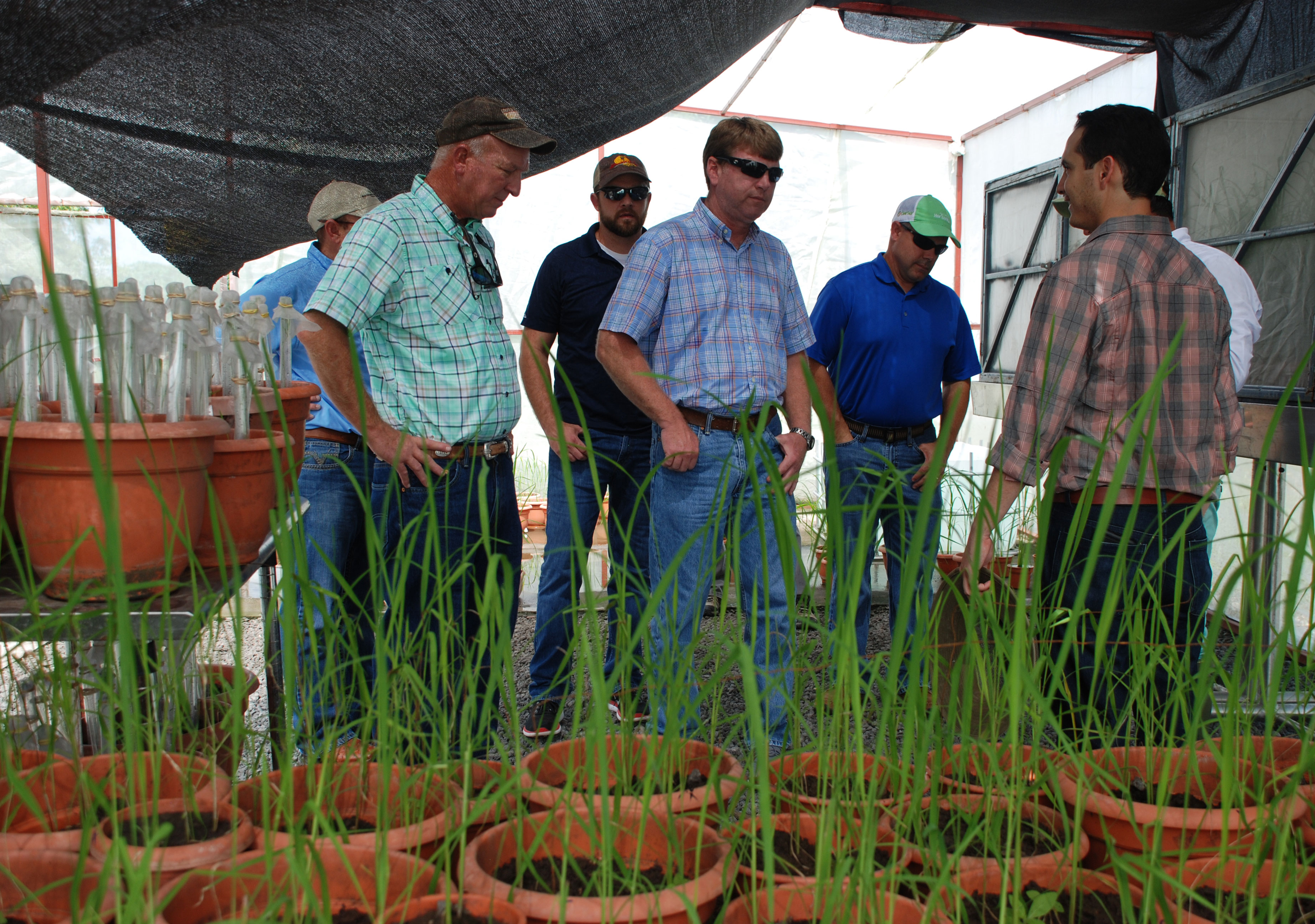 Intl-Rice-Leadership-class at research facility in Nicaragua, farmers stand near rice plants in pots