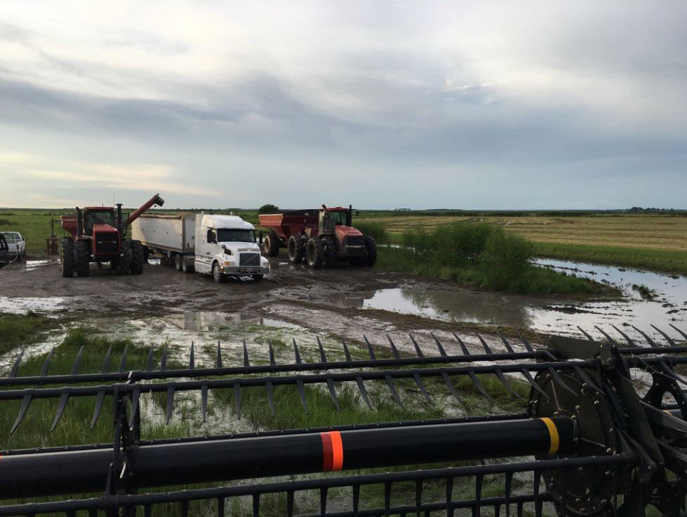 LA--trying-to-cut-rice-with-12-inches-of-water-in-field