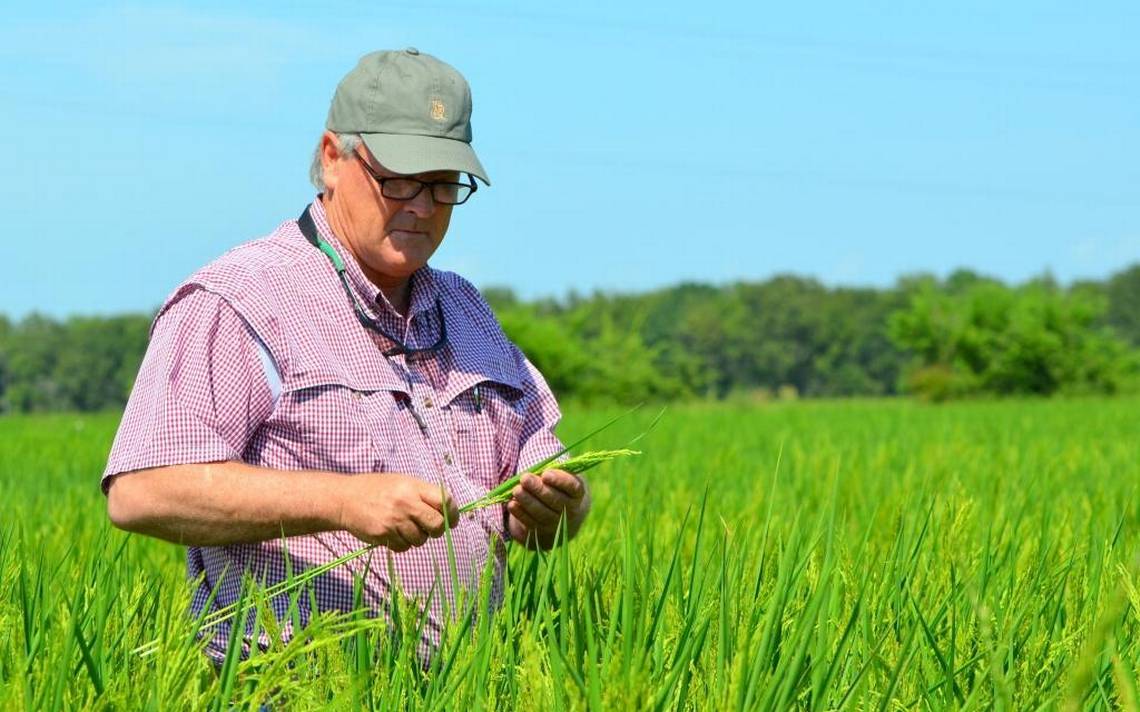 Joe Mencer checks rice in his field