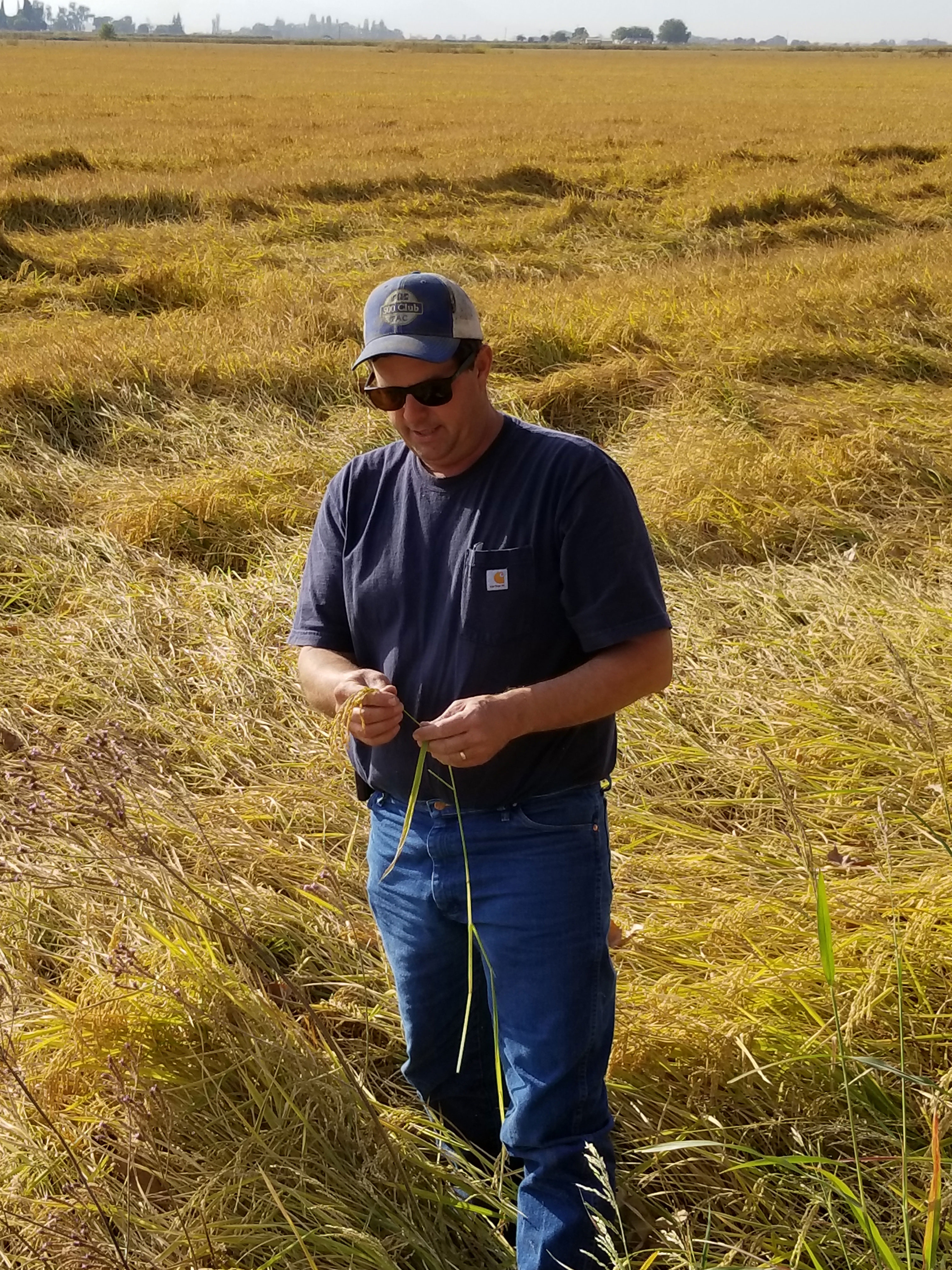 Charley-Mathews, CA rice farmer stands in his field-171020