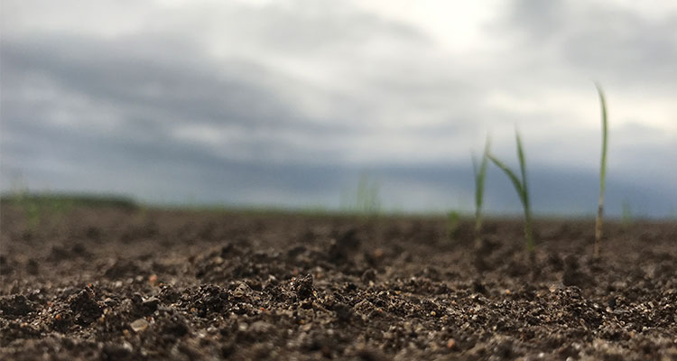 planting planting
